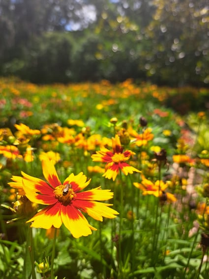 1k_A field of wildflowers blushe brightly in the sun_Tara B._Indian Ridge MS_Davie,TX